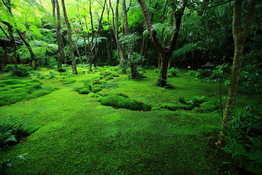 Everywhere Is Covered with Moss, Gio-ji Temple.
In the rainy season, it would be a great time to visit there and feel the nature!
