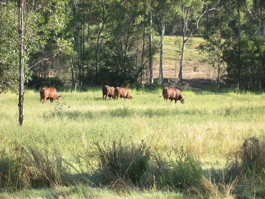 Cows in the good season
