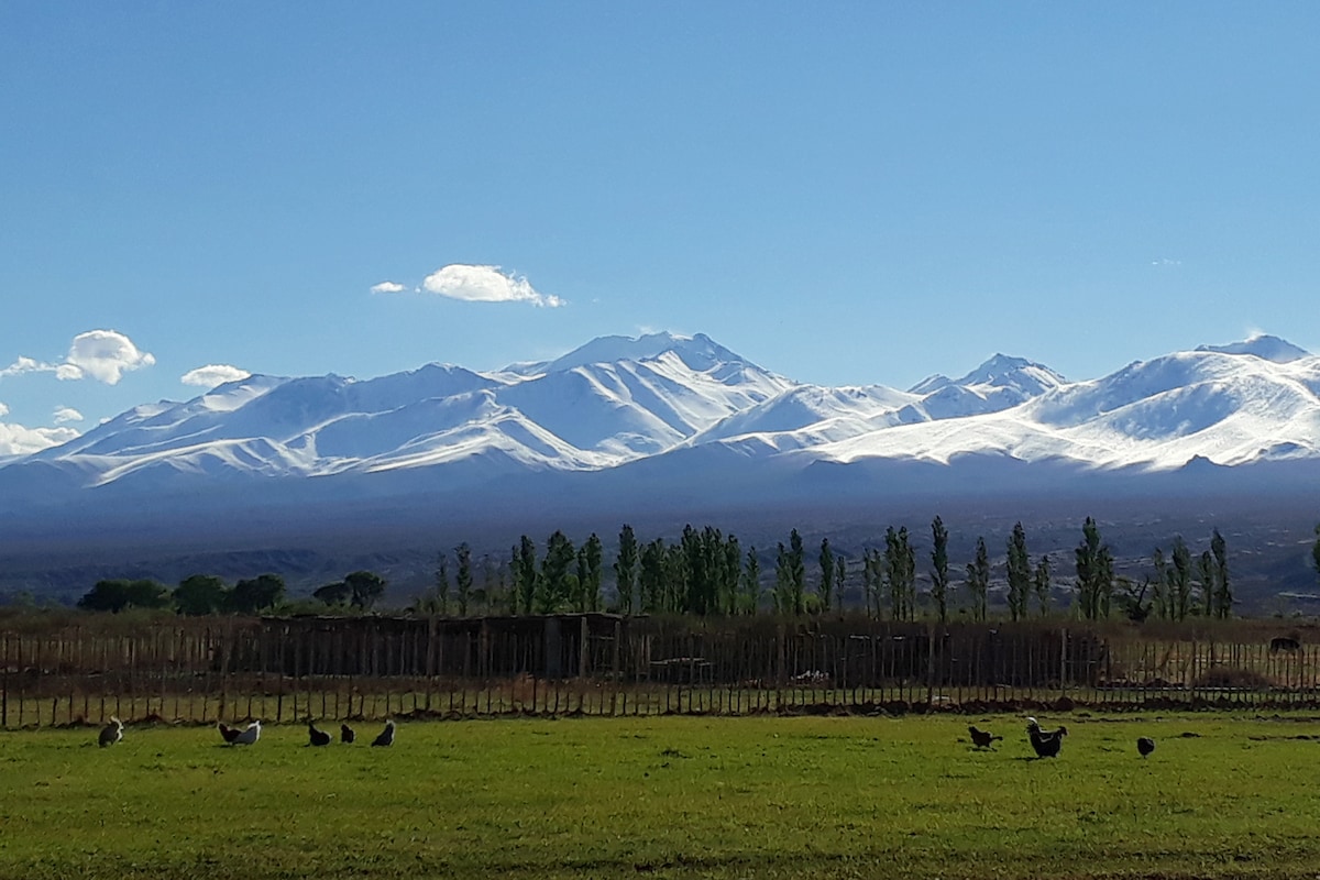 A panoramic view showcases the snow-capped peaks of the Andes mountains against a clear blue sky. Rolling green fields are visible in the foreground, with scattered flocks of chickens roaming freely. A line of trees adds a gentle texture to the landscape.