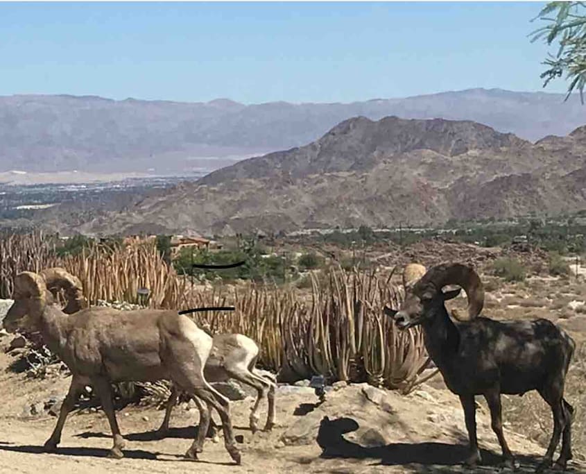 Bighorn Sheep strolling by front of cabin! Come see what treasures the desert holds!