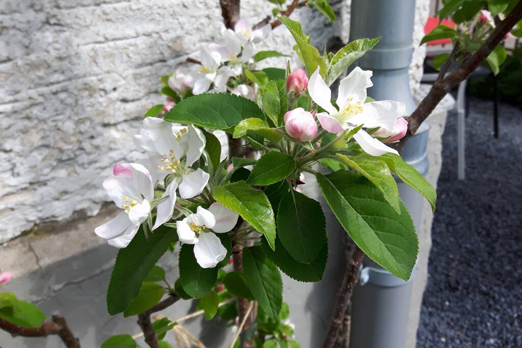Spring has arrived in Rorschach. April 2016.
