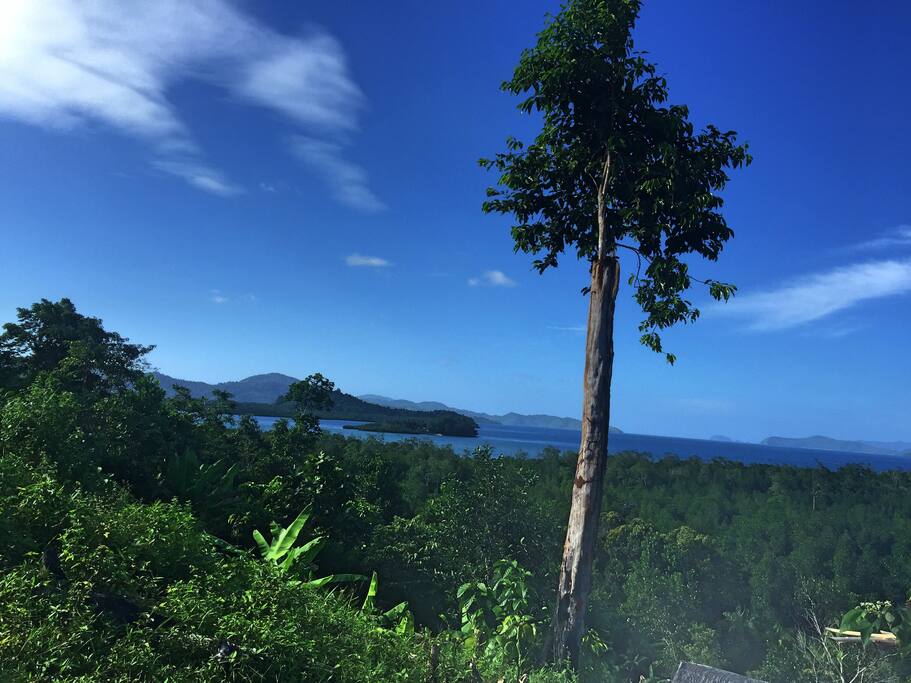 The view from jungle bar