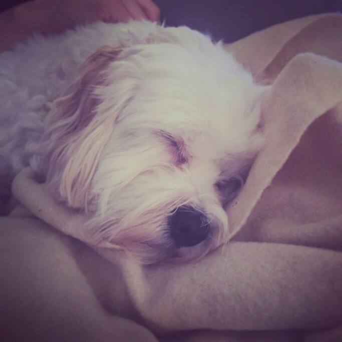 My little dog ollie