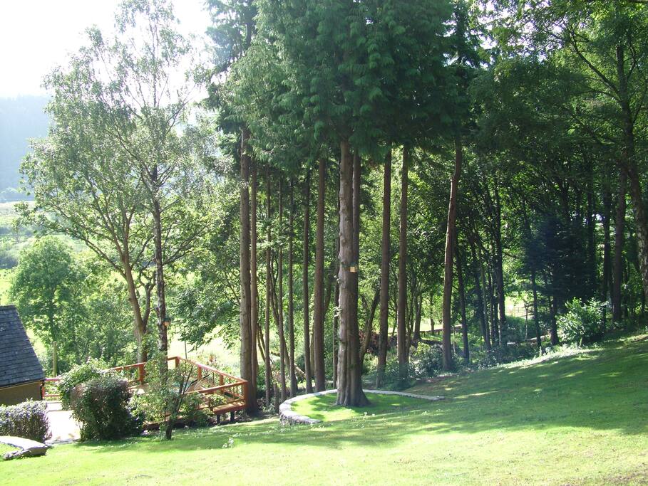 Woodland garden views
