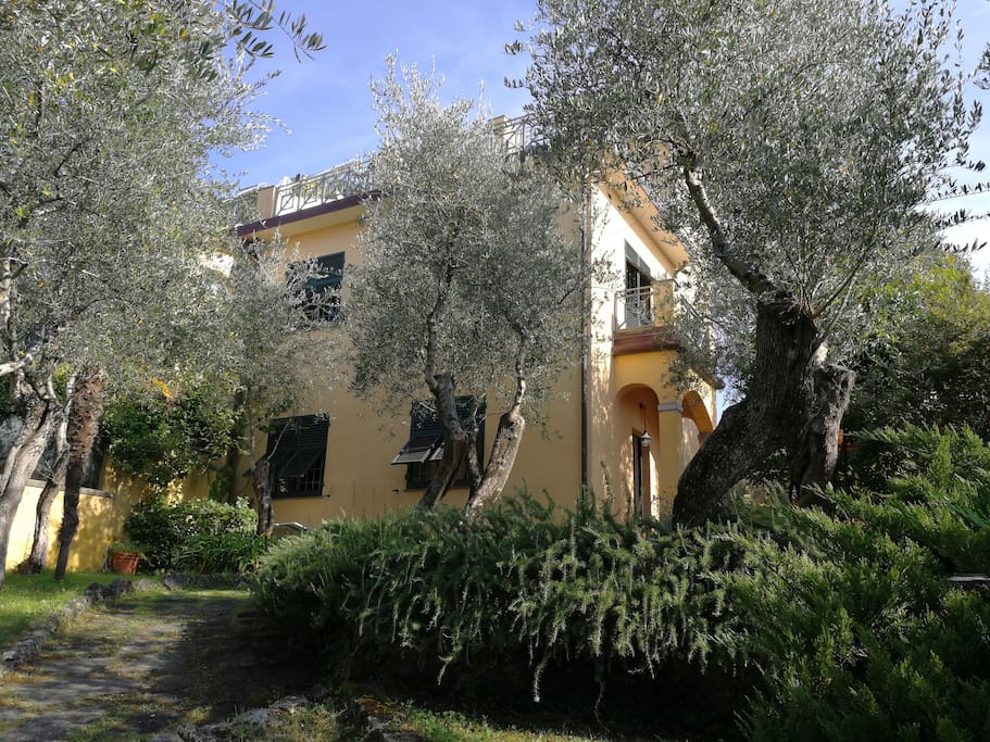 View from the garden