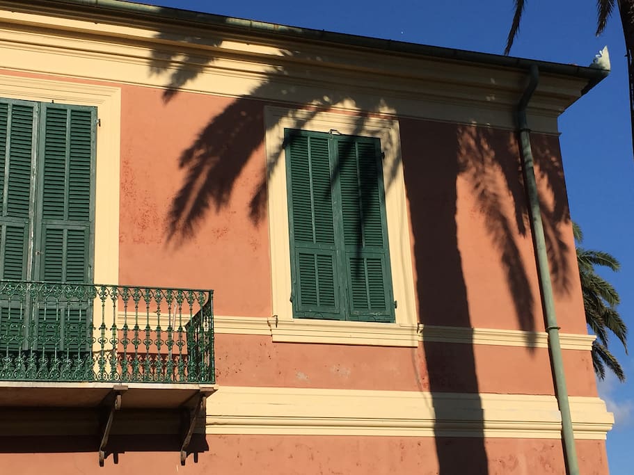 Ombra di palma centenaria