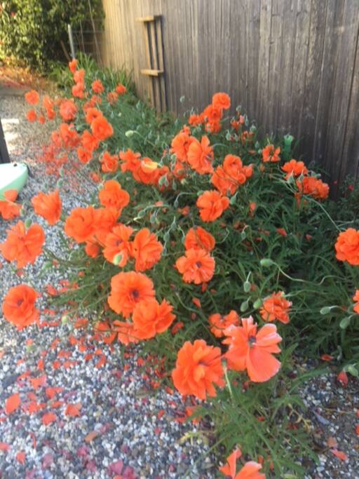 .....hence "The Enchanted Poppy"