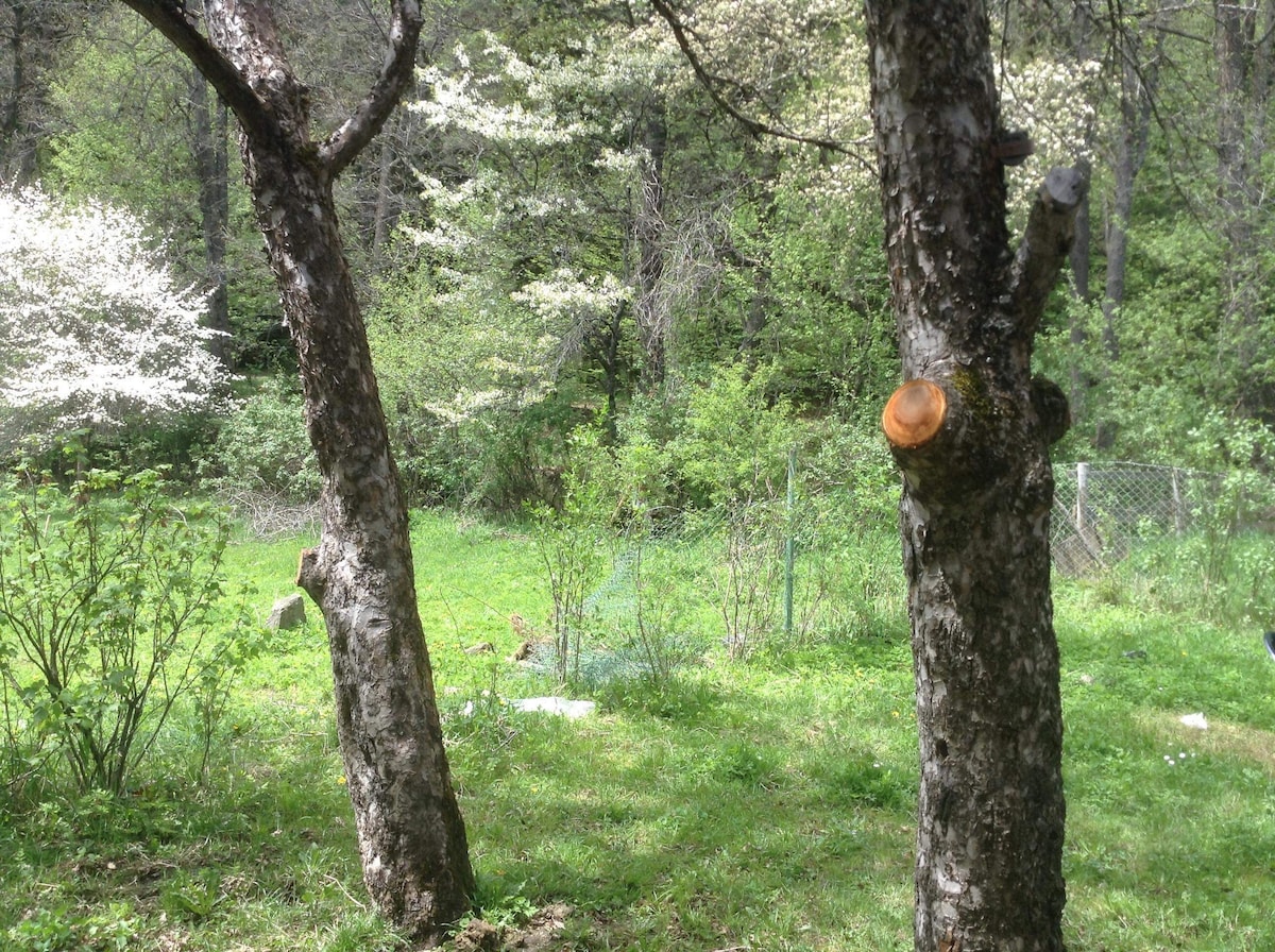 Two trees are positioned in a lush green area, surrounded by a variety of foliage. Wildflowers and grass cover the ground, with a glimpse of additional trees and shrubs in the background. A fence can be seen in the distance, indicating a boundary to the natural setting.