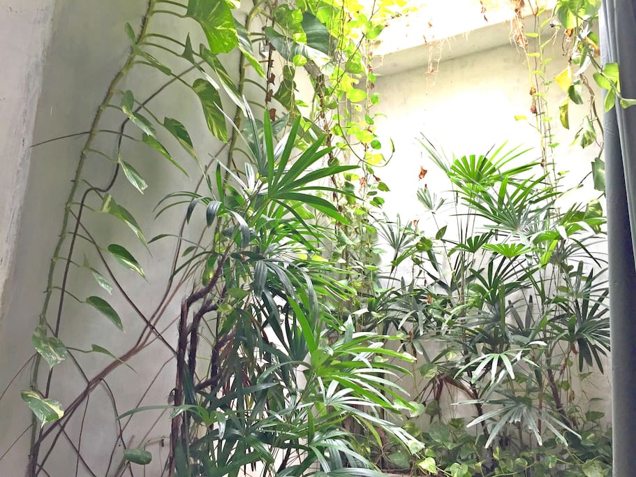 Jungle shower in the bathroom.