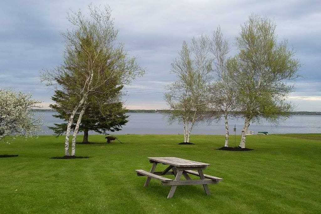 Backyard in the spring