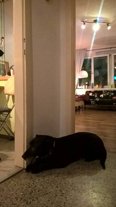 der hauseigene Hund/ the housedog