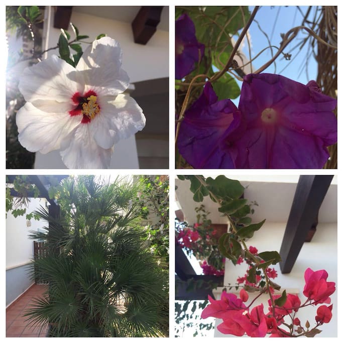 Beautiful flowery all around