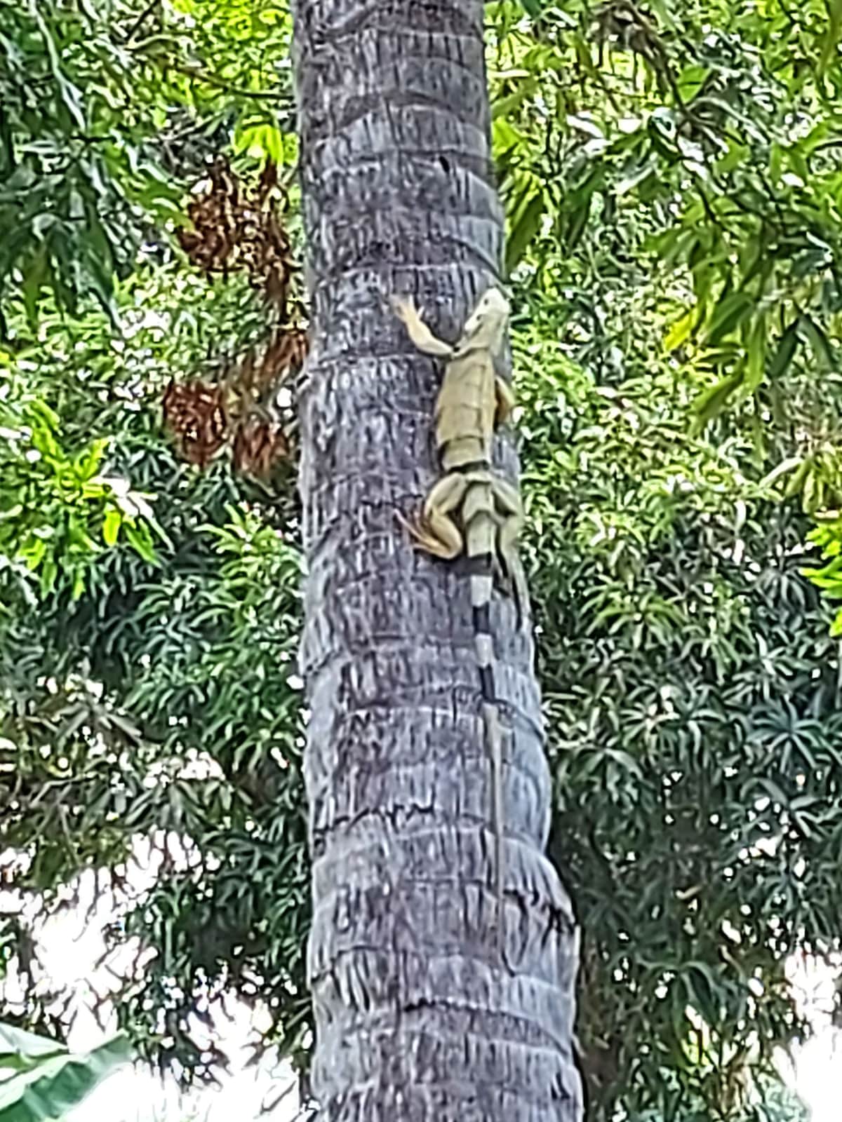 An iguana is observed climbing a tall palm tree, with its textured body blending with the tree's rough bark. Lush greenery surrounds the tree, creating a vibrant backdrop of foliage. The sunlight filters through the leaves, highlighting the iguana's movements.