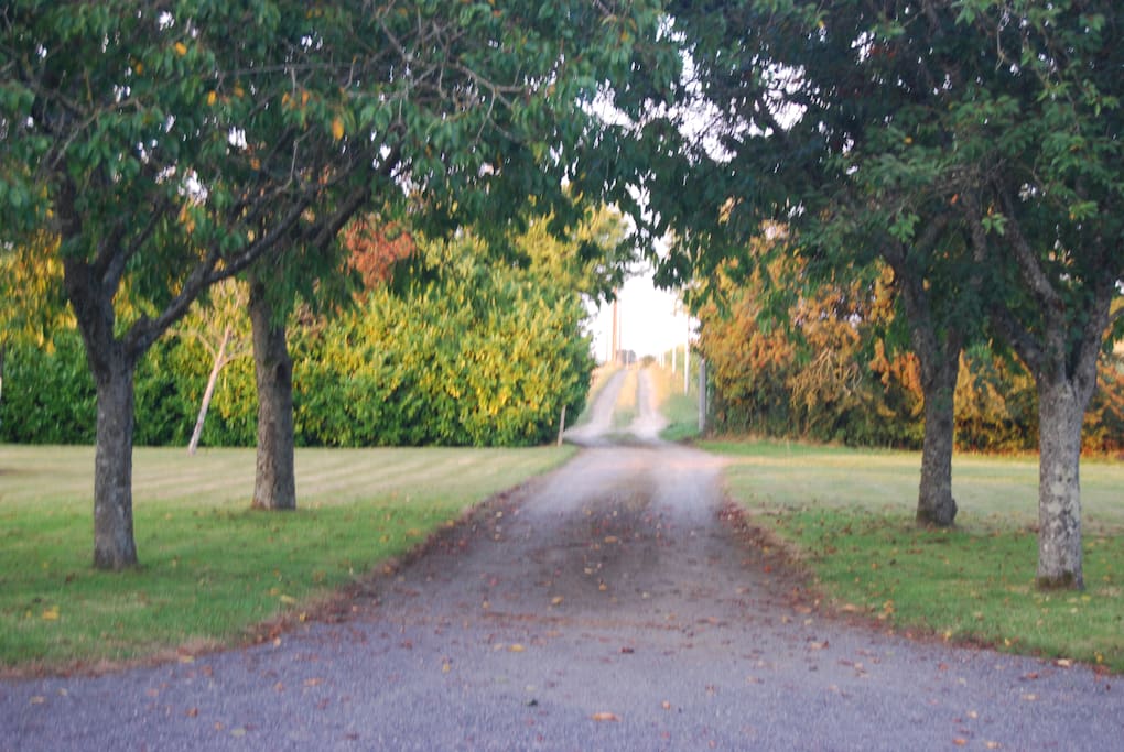 The drive leading to the house