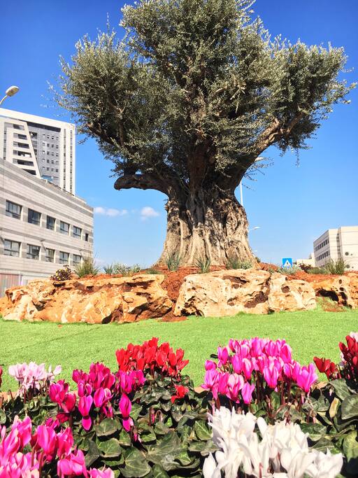 Square, School & Synagogue, building