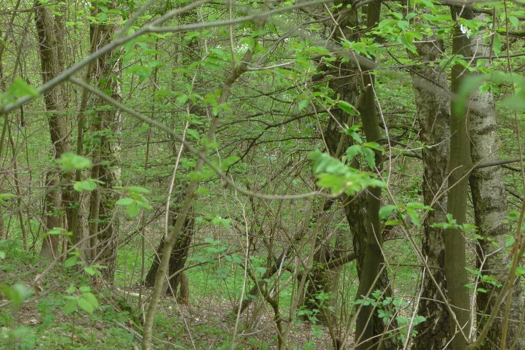 The forest