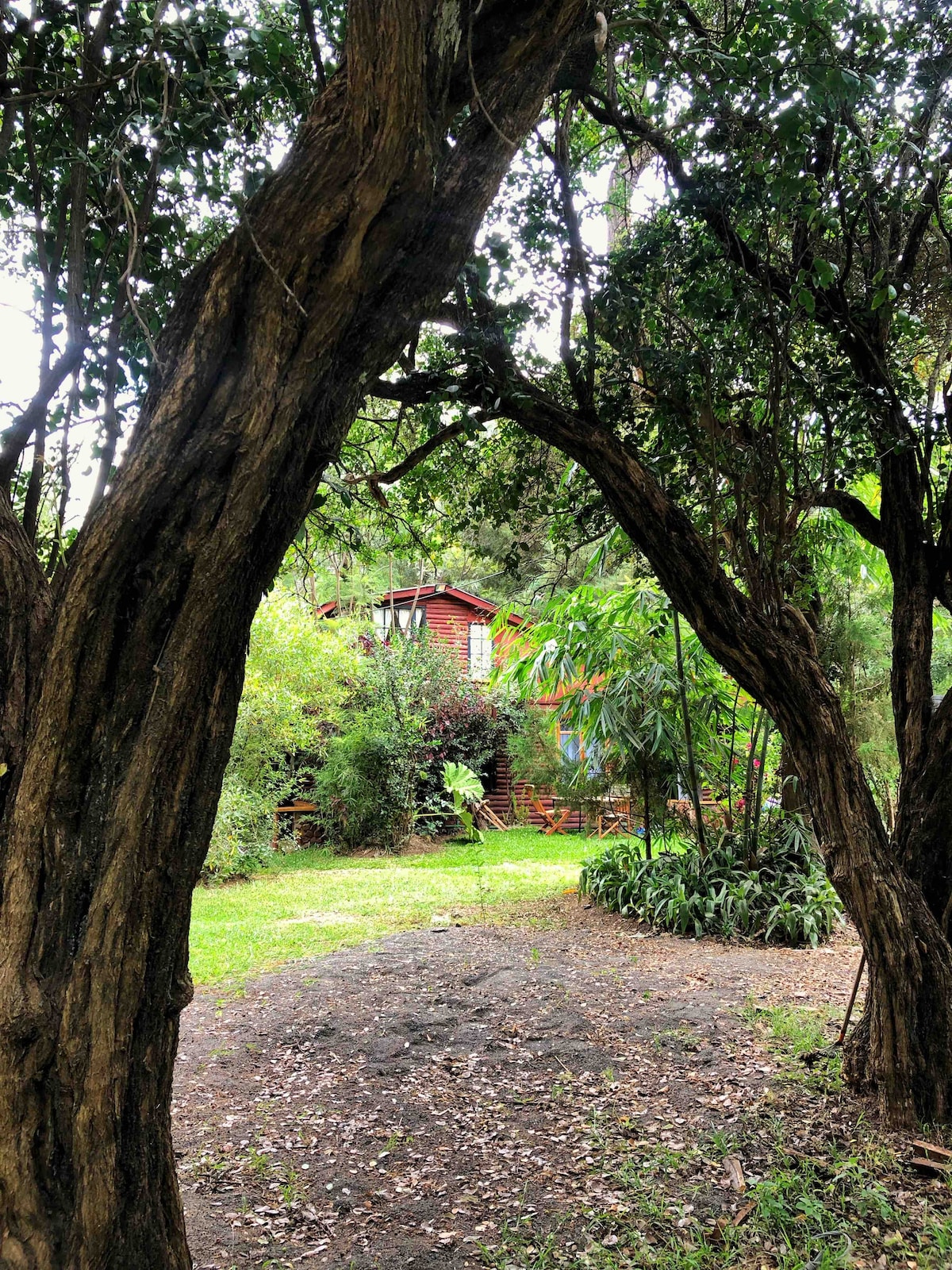 A rustic country house is framed by overhanging trees, creating a natural doorway. Lush greenery surrounds the area, with a glimpse of the house’s red exterior peeking through the foliage. The ground is covered in earthy tones, adding to the tranquility of the setting.