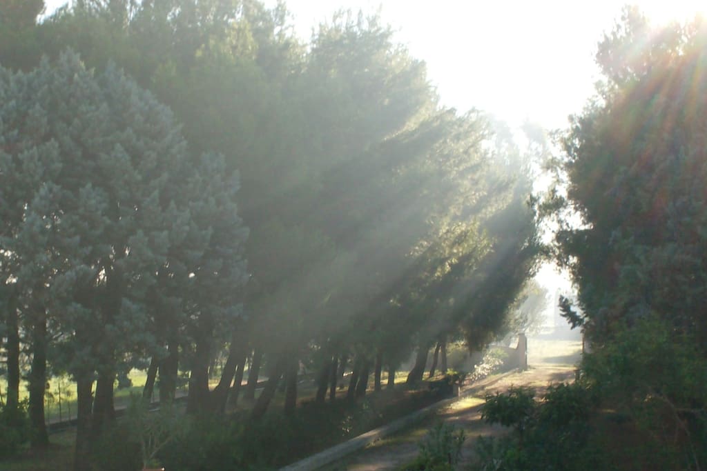 Entry path along the pinewoods - Viale d'ingresso con pinete