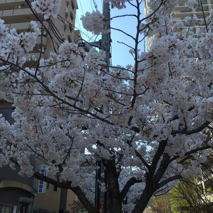 家付近の桜通り
