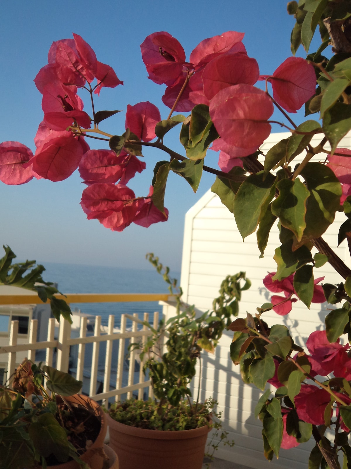 A vibrant bougainvillea plant with pink flowers is positioned in the foreground, framing a view of the sea. Bright green leaves contrast with the colorful blooms, while the serene water and clear blue sky are visible in the background.