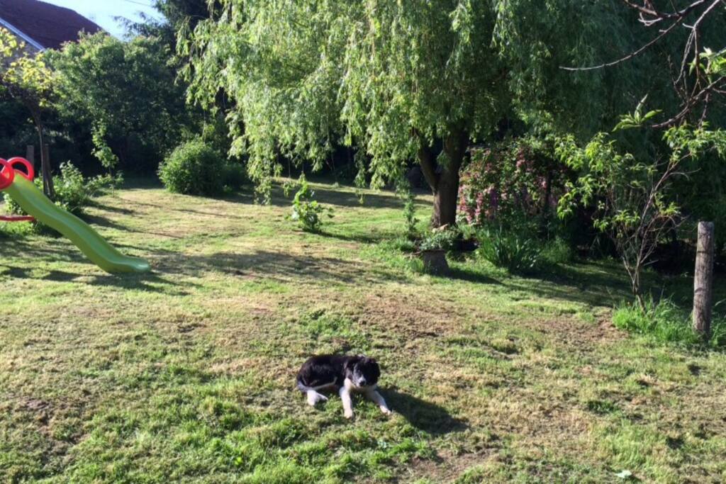 Jardin pour animaux à disposition chiens et chats etc