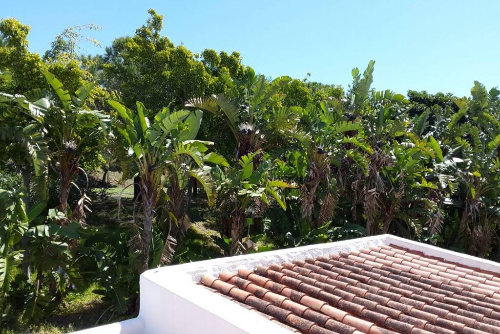 Vistas al parque desde el balcón de la segunda habitación
