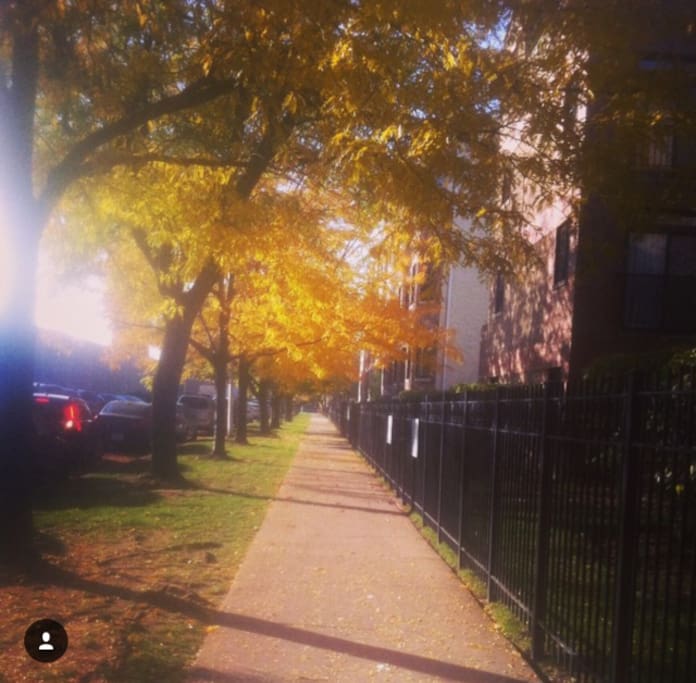 A beautiful view of the leaves changing color last fall down our street.