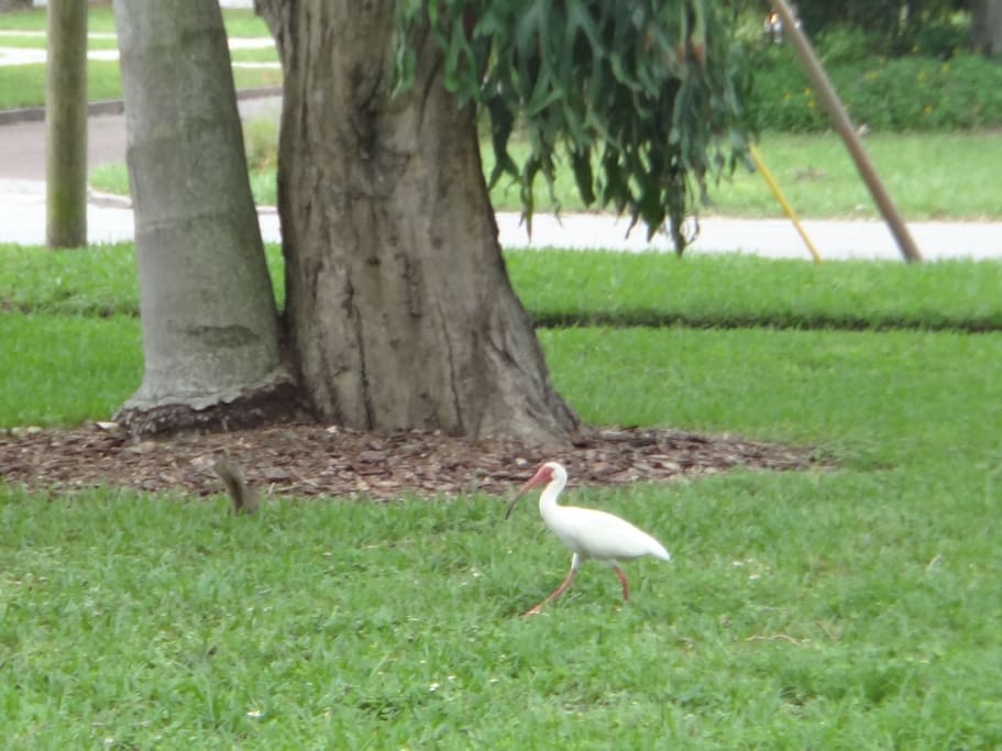 frequent visitors in the yard