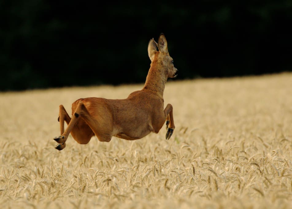 Les Palennes offers amazing wildlife