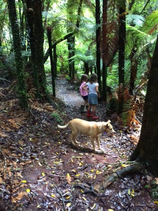 Paths through the forest