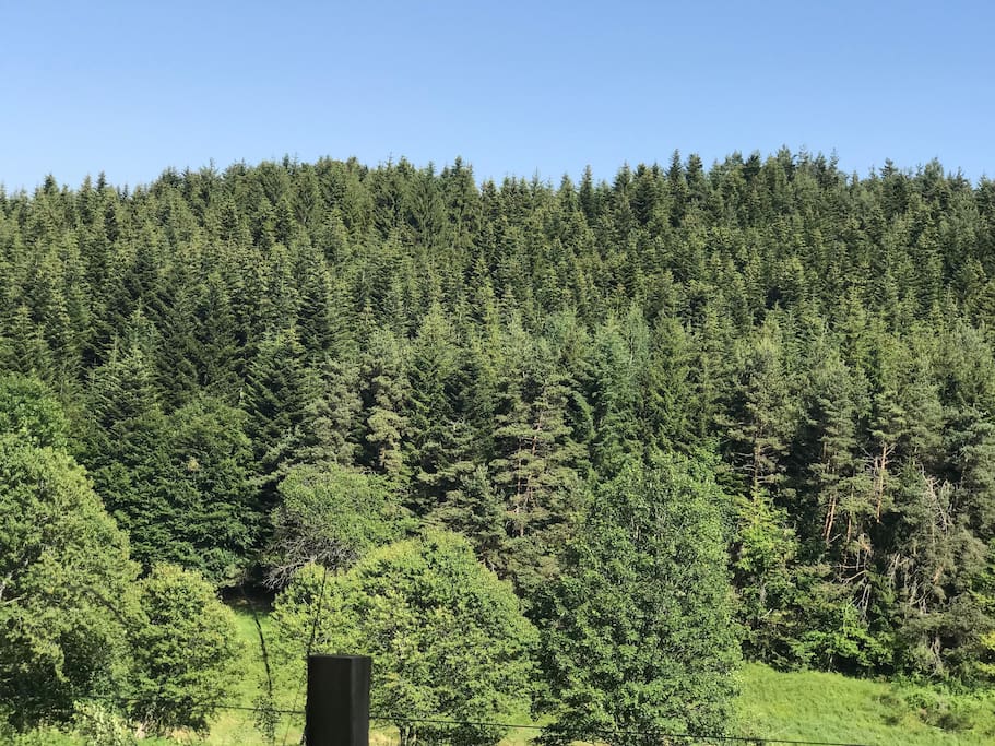 la forêt environnante