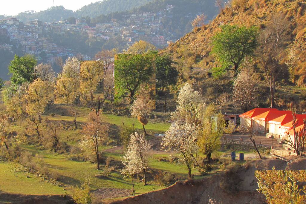 Off Road Camps is situated near Indru Naag Temple, Dharamshala. ( 10 -20 minutes deep jungle walk near )
