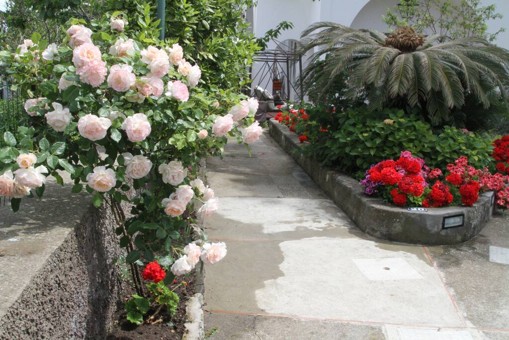 Il giardino