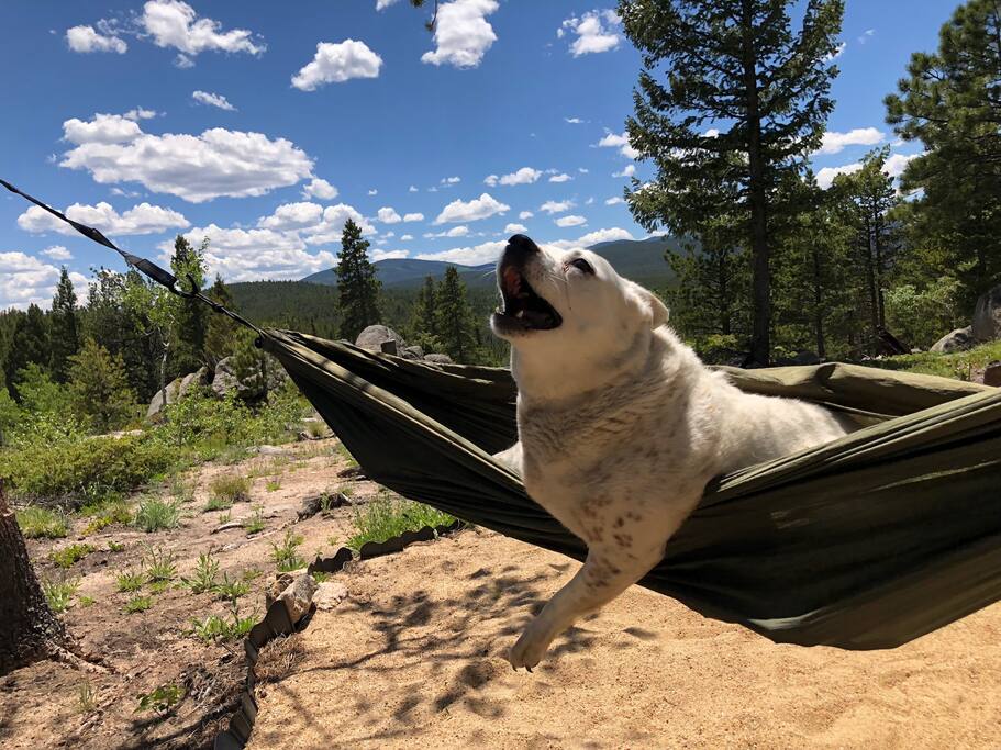 Pet Friendly- additional fee