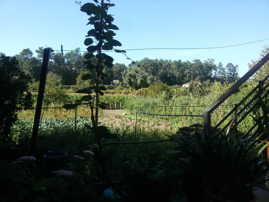 Our garden