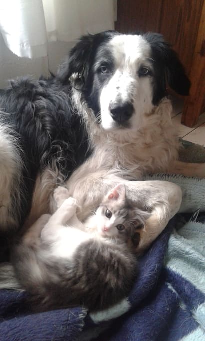 Resident pets