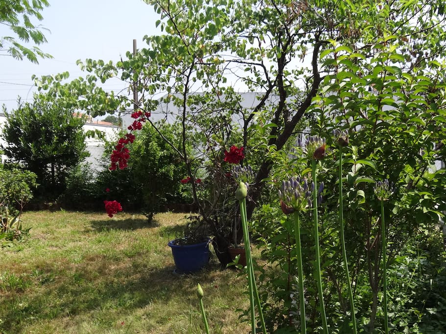 Jardin fleuri