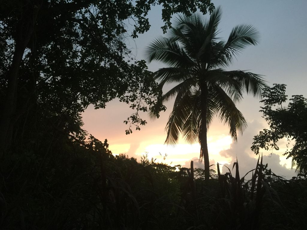 A silhouette of tall palm trees is set against a pastel sky, where hues of orange and pink blend with clouds at sunset. Lush tropical vegetation frames the scene, creating a serene atmosphere of natural beauty.