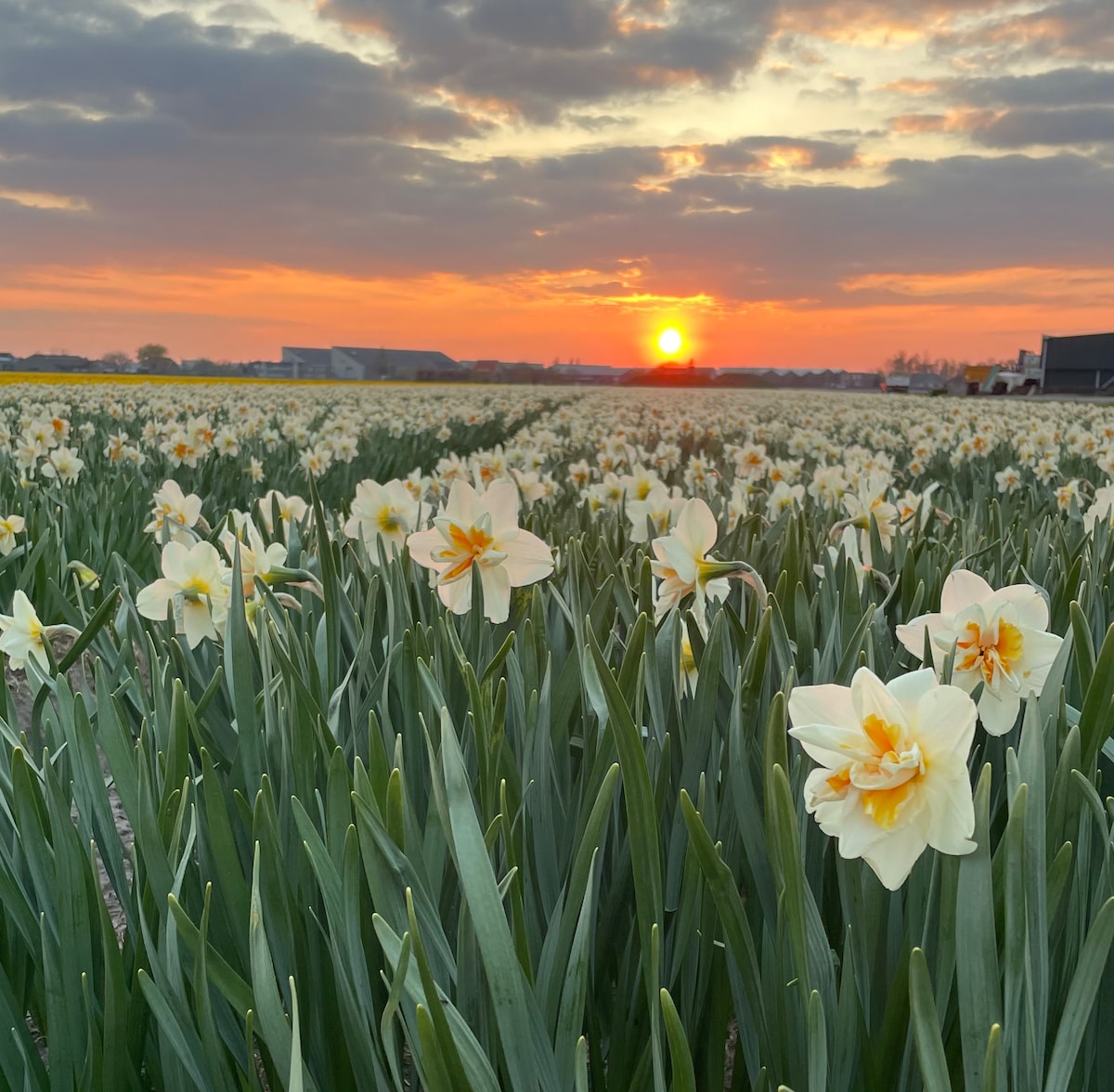 A field of blooming daffodils stretches toward the horizon, where the sun sets in a gradient of warm colors. The tall, green stems and delicate white and yellow flowers create a serene landscape against the evening sky.