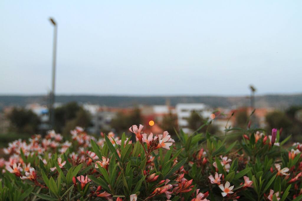 the park has range of plant to enjoy your walk