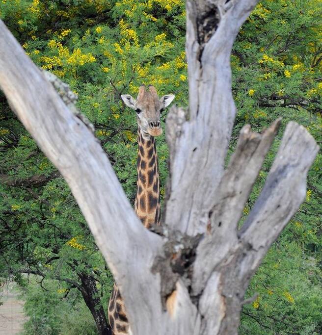 Our resident giraffes, Meisie en Seuna