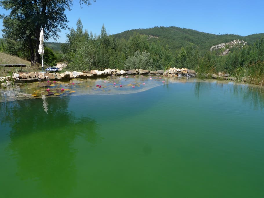 Our eco-pool, totally without chemicals and surrounded by beautiful water plants