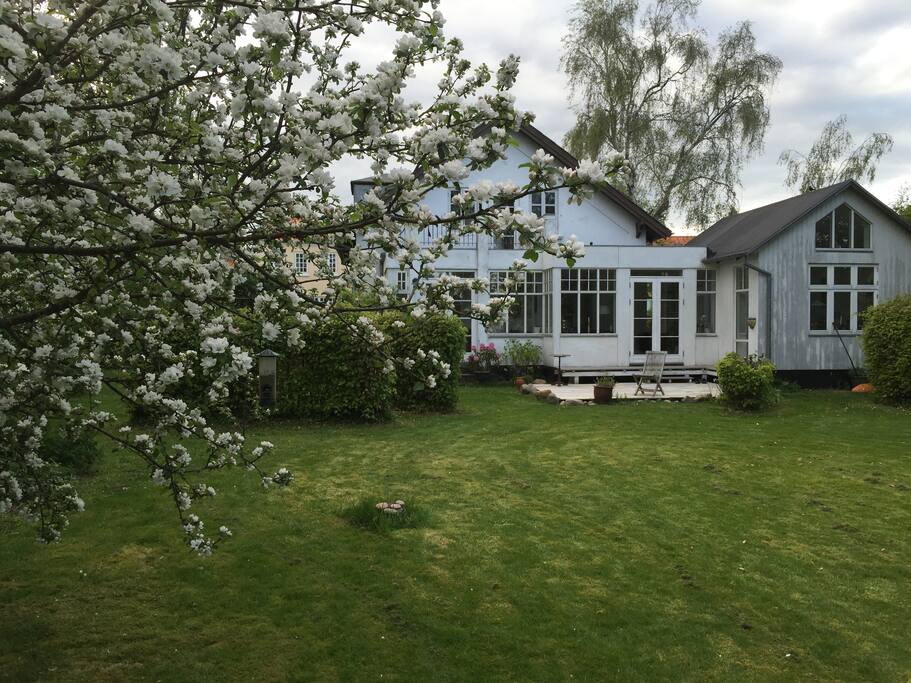 The garden in May