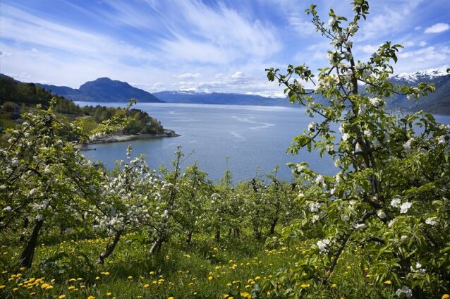 A serene landscape showcases blossoming apple trees in the foreground, leading toward the calm waters of the fjord. The distant mountains are framed by a clear blue sky with wispy clouds. Wildflowers speckle the lush green grass, enhancing the natural beauty of the area.