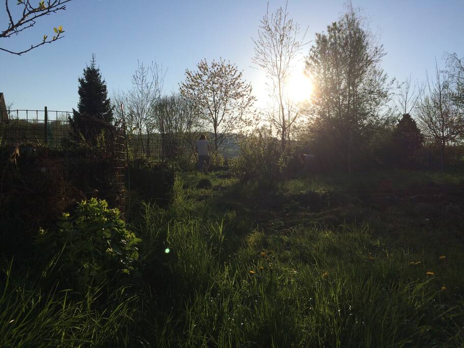 the garden