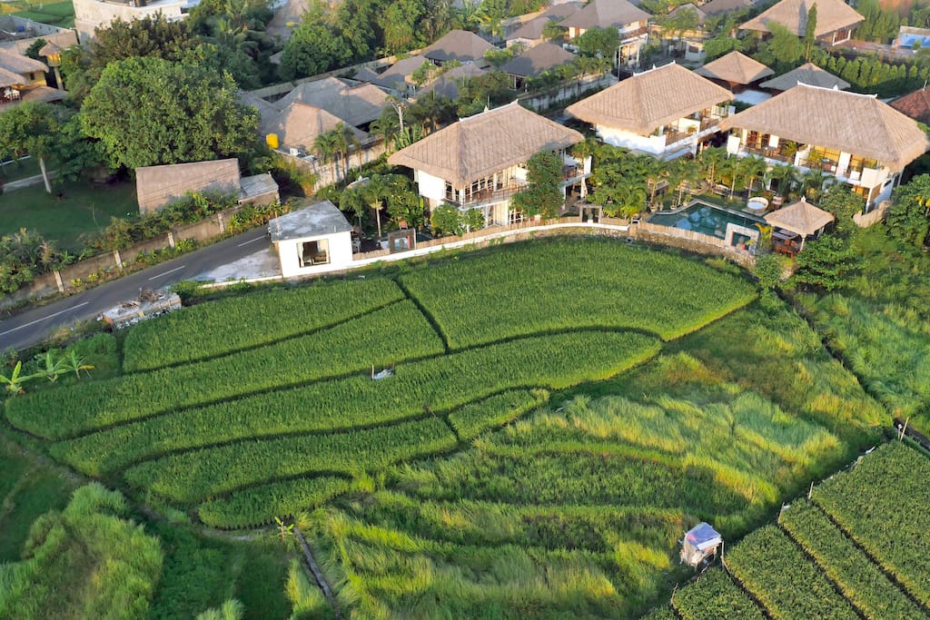 view from all my compound with the rice fields in front