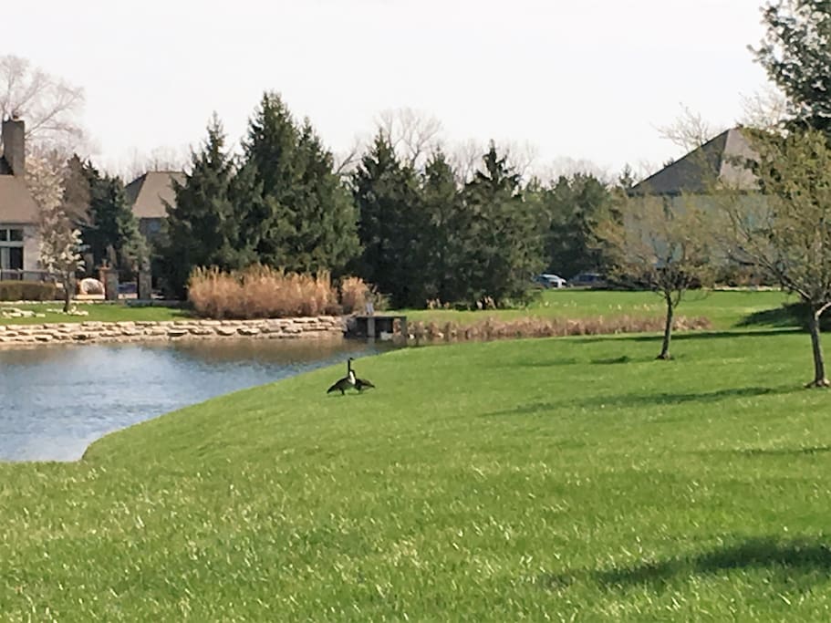View from front porch of fishing pond across the street.