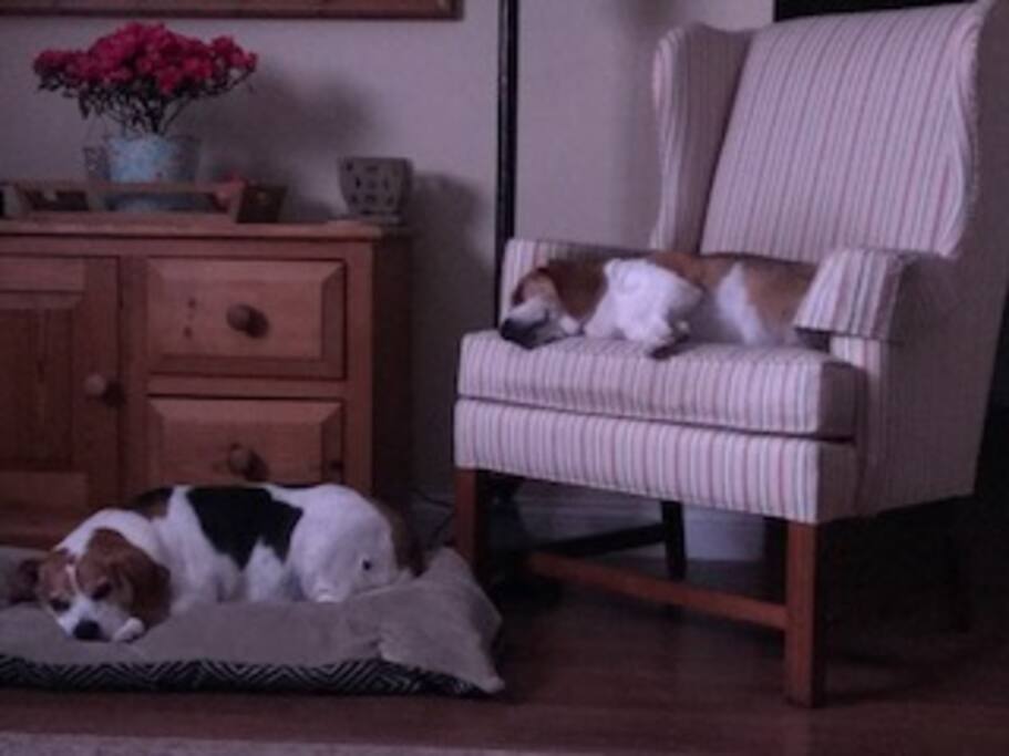 The beagles - Buddy and Rosco!