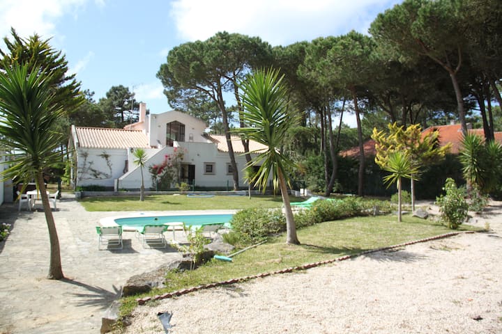 IN A PINEWOOD NEAR THE SEA