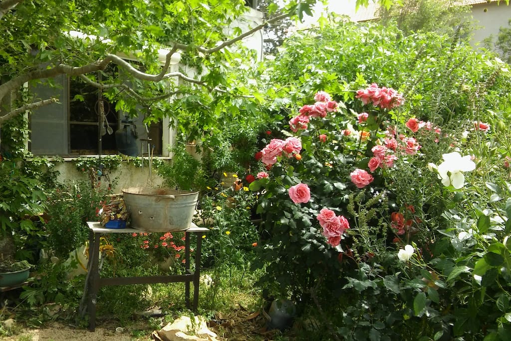 Organic herbal Garden.where lots of herbs and eatable plants are which can be used for the daily food.